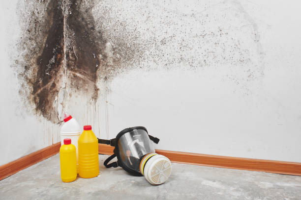 Best Insurance-Related Mold Remediation in Campbell, MO