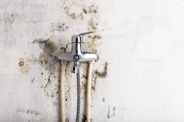 Best Mold Testing and Inspection Services in Campbell, MO