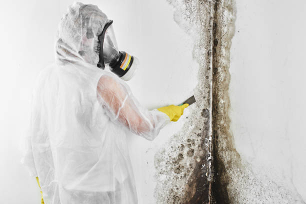Best DIY Mold Remediation Support Services in Campbell, MO