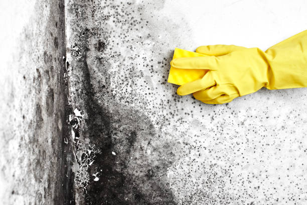 Best Preventive Mold Services in Campbell, MO