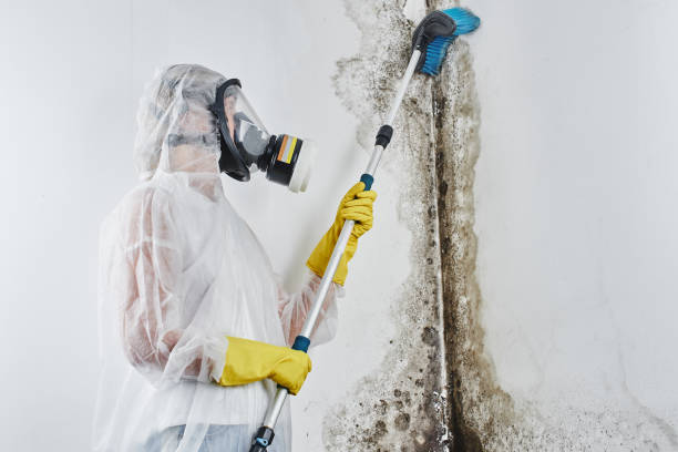 Best Bathroom Mold Remediation in Campbell, MO