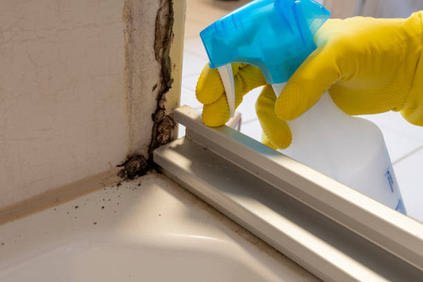 Best Preventive Mold Services in Campbell, MO