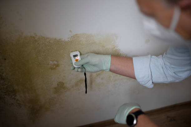 Best Mold Remediation for Specific Building Types in Campbell, MO