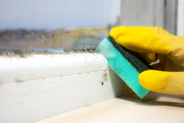 Best White Mold Remediation in Campbell, MO