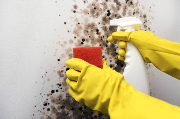 Best White Mold Remediation in Campbell, MO
