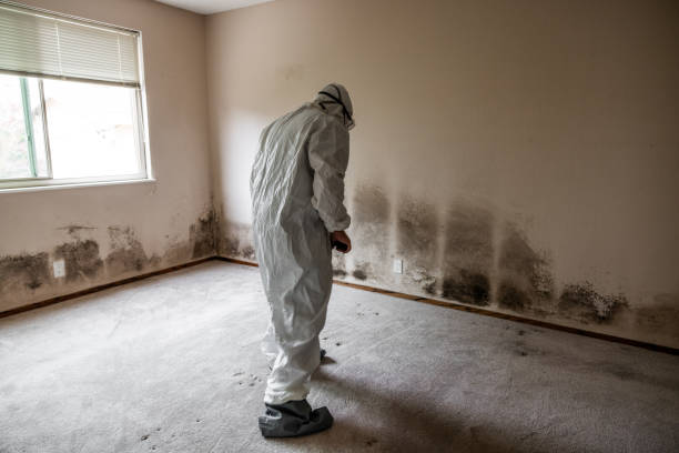 Trusted Campbell, MO Mold Remediation Experts