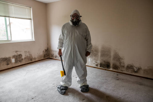 Best Basement Mold Remediation in Campbell, MO