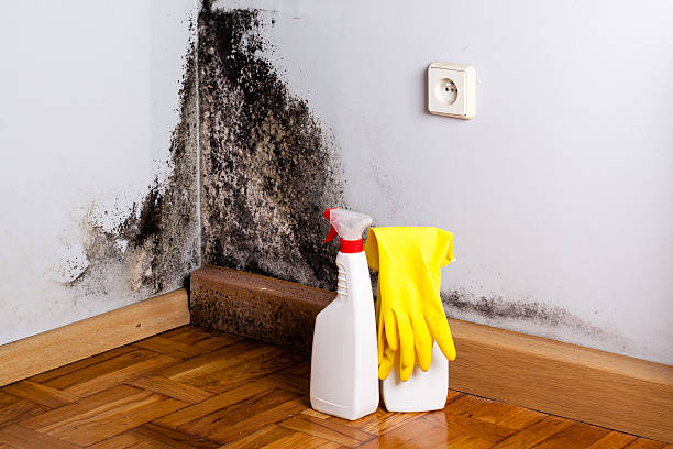 Best Crawl Space Mold Remediation in Campbell, MO