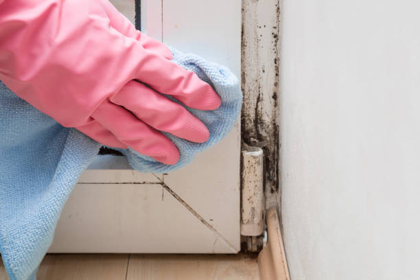 Best Mold Testing and Inspection Services in Campbell, MO