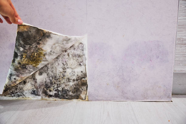 Best Industrial Mold Remediation in Campbell, MO